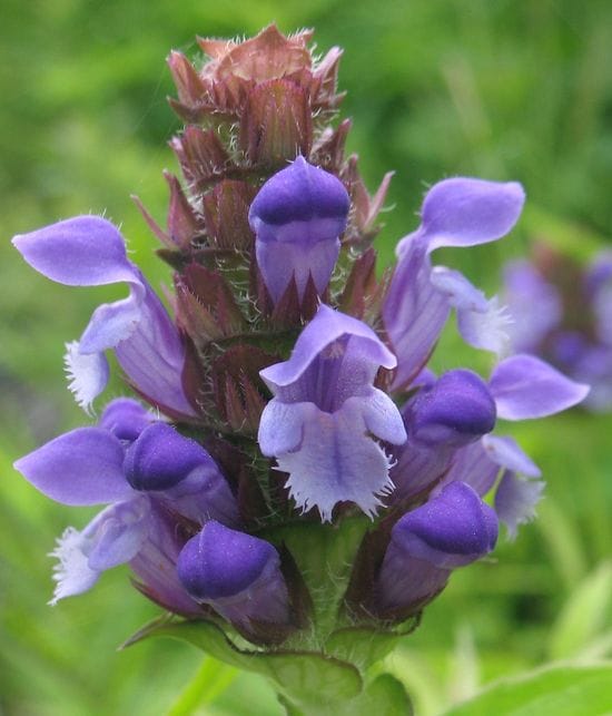 Oral Administration of Prunella Vulgaris Improves the Effect of Taxane on Preventing the Progression of Breast Cancer and Reduces Its Side Effects